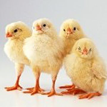 chicken-wallpapers-2-150x150.jpg